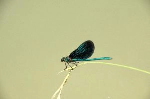 dsd_027350.jpg