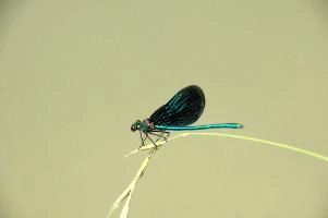 dsd_027352.jpg