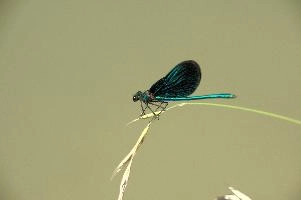 dsd_027353.jpg