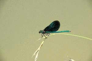 dsd_027354.jpg