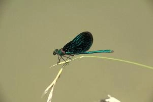 dsd_027356.jpg