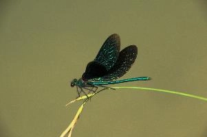 dsd_027359.jpg
