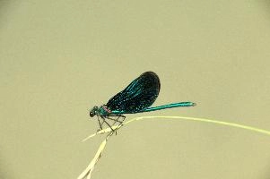 dsd_027360.jpg