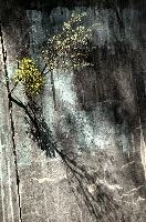 dsd_027639.jpg