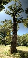 Ash tree in park by the Isar, München, null