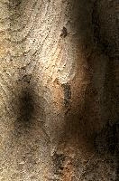 Abstract patterns on maple bark formed by light and shadow on whorled ridges, patternlight, munich, oak, bark, timber, natural, park, maple, wood, plant, dry, trunk, loops, rough, wooden, tree, grooves, old, close-up, sunshine, ridges, forest, surface, closeup, shapes, brown, material, macro, whorl, nature, textured, light, abstract, texture, woods, pattern, shadow, germany, detail