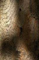 Abstract patterns on maple bark formed by light and shadow on whorled ridges, patternlight, munich, oak, bark, timber, natural, park, maple, wood, plant, dry, trunk, loops, rough, wooden, tree, grooves, old, close-up, sunshine, ridges, forest, surface, closeup, shapes, brown, material, macro, whorl, nature, textured, light, abstract, texture, woods, pattern, shadow, germany, detail