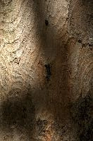 Abstract patterns on maple bark formed by light and shadow on whorled ridges, patternlight, munich, oak, bark, timber, natural, park, maple, wood, plant, dry, trunk, loops, rough, wooden, tree, grooves, old, close-up, sunshine, ridges, forest, surface, closeup, shapes, brown, material, macro, whorl, nature, textured, light, abstract, texture, woods, pattern, shadow, germany, detail