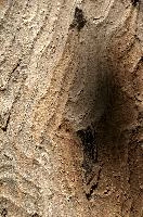 Abstract patterns on maple bark formed by light and shadow on whorled ridges, patternlight, munich, oak, bark, timber, natural, park, maple, wood, plant, dry, trunk, loops, rough, wooden, tree, grooves, old, close-up, sunshine, ridges, forest, surface, closeup, shapes, brown, material, macro, whorl, nature, textured, light, abstract, texture, woods, pattern, shadow, germany, detail