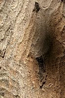 Abstract patterns on maple bark formed by light and shadow on whorled ridges, patternlight, munich, oak, bark, timber, natural, park, maple, wood, plant, dry, trunk, loops, rough, wooden, tree, grooves, old, close-up, sunshine, ridges, forest, surface, closeup, shapes, brown, material, macro, whorl, nature, textured, light, abstract, texture, woods, pattern, shadow, germany, detail
