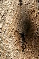 Abstract patterns on maple bark formed by light and shadow on whorled ridges, patternlight, munich, oak, bark, timber, natural, park, maple, wood, plant, dry, trunk, loops, rough, wooden, tree, grooves, old, close-up, sunshine, ridges, forest, surface, closeup, shapes, brown, material, macro, whorl, nature, textured, light, abstract, texture, woods, pattern, shadow, germany, detail