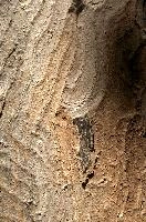 Abstract patterns on maple bark formed by light and shadow on whorled ridges, patternlight, munich, oak, bark, timber, natural, park, maple, wood, plant, dry, trunk, loops, rough, wooden, tree, grooves, old, close-up, sunshine, ridges, forest, surface, closeup, shapes, brown, material, macro, whorl, nature, textured, light, abstract, texture, woods, pattern, shadow, germany, detail