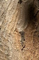 Abstract patterns on maple bark formed by light and shadow on whorled ridges, patternlight, munich, oak, bark, timber, natural, park, maple, wood, plant, dry, trunk, loops, rough, wooden, tree, grooves, old, close-up, sunshine, ridges, forest, surface, closeup, shapes, brown, material, macro, whorl, nature, textured, light, abstract, texture, woods, pattern, shadow, germany, detail