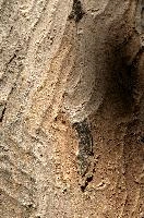 Abstract patterns on maple bark formed by light and shadow on whorled ridges, patternlight, munich, oak, bark, timber, natural, park, maple, wood, plant, dry, trunk, loops, rough, wooden, tree, grooves, old, close-up, sunshine, ridges, forest, surface, closeup, shapes, brown, material, macro, whorl, nature, textured, light, abstract, texture, woods, pattern, shadow, germany, detail