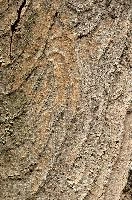 Abstract patterns on maple bark formed by light and shadow on whorled ridges, patternlight, munich, oak, bark, timber, natural, park, maple, wood, plant, dry, trunk, loops, rough, wooden, tree, grooves, old, close-up, sunshine, ridges, forest, surface, closeup, shapes, brown, material, macro, whorl, nature, textured, light, abstract, texture, woods, pattern, shadow, germany, detail