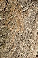 Abstract patterns on maple bark formed by light and shadow on whorled ridges, patternlight, munich, oak, bark, timber, natural, park, maple, wood, plant, dry, trunk, loops, rough, wooden, tree, grooves, old, close-up, sunshine, ridges, forest, surface, closeup, shapes, brown, material, macro, whorl, nature, textured, light, abstract, texture, woods, pattern, shadow, germany, detail