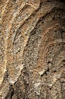 Abstract patterns on maple bark formed by light and shadow on whorled ridges, patternlight, munich, oak, bark, timber, natural, park, maple, wood, plant, dry, trunk, loops, rough, wooden, tree, grooves, old, close-up, sunshine, ridges, forest, surface, closeup, shapes, brown, material, macro, whorl, nature, textured, light, abstract, texture, woods, pattern, shadow, germany, detail