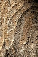 Abstract patterns on maple bark formed by light and shadow on whorled ridges, patternlight, munich, oak, bark, timber, natural, park, maple, wood, plant, dry, trunk, loops, rough, wooden, tree, grooves, old, close-up, sunshine, ridges, forest, surface, closeup, shapes, brown, material, macro, whorl, nature, textured, light, abstract, texture, woods, pattern, shadow, germany, detail