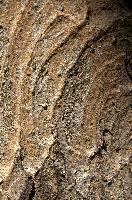 Abstract patterns on maple bark formed by light and shadow on whorled ridges, patternlight, munich, oak, bark, timber, natural, park, maple, wood, plant, dry, trunk, loops, rough, wooden, tree, grooves, old, close-up, sunshine, ridges, forest, surface, closeup, shapes, brown, material, macro, whorl, nature, textured, light, abstract, texture, woods, pattern, shadow, germany, detail
