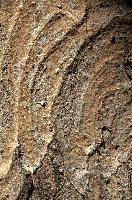 Abstract patterns on maple bark formed by light and shadow on whorled ridges, patternlight, munich, oak, bark, timber, natural, park, maple, wood, plant, dry, trunk, loops, rough, wooden, tree, grooves, old, close-up, sunshine, ridges, forest, surface, closeup, shapes, brown, material, macro, whorl, nature, textured, light, abstract, texture, woods, pattern, shadow, germany, detail