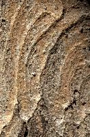 Abstract patterns on maple bark formed by light and shadow on whorled ridges, patternlight, munich, oak, bark, timber, natural, park, maple, wood, plant, dry, trunk, loops, rough, wooden, tree, grooves, old, close-up, sunshine, ridges, forest, surface, closeup, shapes, brown, material, macro, whorl, nature, textured, light, abstract, texture, woods, pattern, shadow, germany, detail