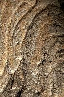 Abstract patterns on maple bark formed by light and shadow on whorled ridges, patternlight, munich, oak, bark, timber, natural, park, maple, wood, plant, dry, trunk, loops, rough, wooden, tree, grooves, old, close-up, sunshine, ridges, forest, surface, closeup, shapes, brown, material, macro, whorl, nature, textured, light, abstract, texture, woods, pattern, shadow, germany, detail