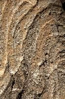 Abstract patterns on maple bark formed by light and shadow on whorled ridges, patternlight, munich, oak, bark, timber, natural, park, maple, wood, plant, dry, trunk, loops, rough, wooden, tree, grooves, old, close-up, sunshine, ridges, forest, surface, closeup, shapes, brown, material, macro, whorl, nature, textured, light, abstract, texture, woods, pattern, shadow, germany, detail