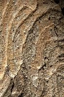 Abstract patterns on maple bark formed by light and shadow on whorled ridges, patternlight, munich, oak, bark, timber, natural, park, maple, wood, plant, dry, trunk, loops, rough, wooden, tree, grooves, old, close-up, sunshine, ridges, forest, surface, closeup, shapes, brown, material, macro, whorl, nature, textured, light, abstract, texture, woods, pattern, shadow, germany, detail