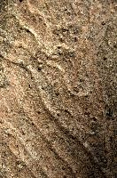 Abstract patterns on maple bark formed by light and shadow on whorled ridges, patternlight, munich, oak, bark, timber, natural, park, maple, wood, plant, dry, trunk, loops, rough, wooden, tree, grooves, old, close-up, sunshine, ridges, forest, surface, closeup, shapes, brown, material, macro, whorl, nature, textured, light, abstract, texture, woods, pattern, shadow, germany, detail