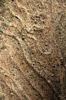Abstract patterns on maple bark formed by light and shadow on whorled ridges, patternlight, munich, oak, bark, timber, natural, park, maple, wood, plant, dry, trunk, loops, rough, wooden, tree, grooves, old, close-up, sunshine, ridges, forest, surface, closeup, shapes, brown, material, macro, whorl, nature, textured, light, abstract, texture, woods, pattern, shadow, germany, detail