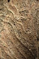 Abstract patterns on maple bark formed by light and shadow on whorled ridges, patternlight, munich, oak, bark, timber, natural, park, maple, wood, plant, dry, trunk, loops, rough, wooden, tree, grooves, old, close-up, sunshine, ridges, forest, surface, closeup, shapes, brown, material, macro, whorl, nature, textured, light, abstract, texture, woods, pattern, shadow, germany, detail