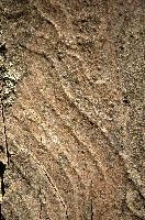 Abstract patterns on maple bark formed by light and shadow on whorled ridges, patternlight, munich, oak, bark, timber, natural, park, maple, wood, plant, dry, trunk, loops, rough, wooden, tree, grooves, old, close-up, sunshine, ridges, forest, surface, closeup, shapes, brown, material, macro, whorl, nature, textured, light, abstract, texture, woods, pattern, shadow, germany, detail