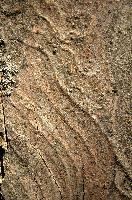 Abstract patterns on maple bark formed by light and shadow on whorled ridges, patternlight, munich, oak, bark, timber, natural, park, maple, wood, plant, dry, trunk, loops, rough, wooden, tree, grooves, old, close-up, sunshine, ridges, forest, surface, closeup, shapes, brown, material, macro, whorl, nature, textured, light, abstract, texture, woods, pattern, shadow, germany, detail
