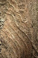 Abstract patterns on maple bark formed by light and shadow on whorled ridges, patternlight, munich, oak, bark, timber, natural, park, maple, wood, plant, dry, trunk, loops, rough, wooden, tree, grooves, old, close-up, sunshine, ridges, forest, surface, closeup, shapes, brown, material, macro, whorl, nature, textured, light, abstract, texture, woods, pattern, shadow, germany, detail