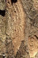 Abstract patterns on maple bark formed by light and shadow on whorled ridges, patternlight, munich, oak, bark, timber, natural, park, maple, wood, plant, dry, trunk, loops, rough, wooden, tree, grooves, old, close-up, sunshine, ridges, forest, surface, closeup, shapes, brown, material, macro, whorl, nature, textured, light, abstract, texture, woods, pattern, shadow, germany, detail