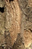 Abstract patterns on maple bark formed by light and shadow on whorled ridges, patternlight, munich, oak, bark, timber, natural, park, maple, wood, plant, dry, trunk, loops, rough, wooden, tree, grooves, old, close-up, sunshine, ridges, forest, surface, closeup, shapes, brown, material, macro, whorl, nature, textured, light, abstract, texture, woods, pattern, shadow, germany, detail