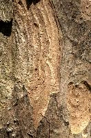 Abstract patterns on maple bark formed by light and shadow on whorled ridges, patternlight, munich, oak, bark, timber, natural, park, maple, wood, plant, dry, trunk, loops, rough, wooden, tree, grooves, old, close-up, sunshine, ridges, forest, surface, closeup, shapes, brown, material, macro, whorl, nature, textured, light, abstract, texture, woods, pattern, shadow, germany, detail
