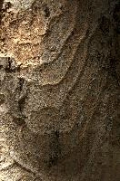 Abstract patterns on maple bark formed by light and shadow on whorled ridges, patternlight, munich, oak, bark, timber, natural, park, maple, wood, plant, dry, trunk, loops, rough, wooden, tree, grooves, old, close-up, sunshine, ridges, forest, surface, closeup, shapes, brown, material, macro, whorl, nature, textured, light, abstract, texture, woods, pattern, shadow, germany, detail