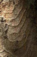 Abstract patterns on maple bark formed by light and shadow on whorled ridges, patternlight, munich, oak, bark, timber, natural, park, maple, wood, plant, dry, trunk, loops, rough, wooden, tree, grooves, old, close-up, sunshine, ridges, forest, surface, closeup, shapes, brown, material, macro, whorl, nature, textured, light, abstract, texture, woods, pattern, shadow, germany, detail