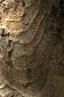 Abstract patterns on maple bark formed by light and shadow on whorled ridges, patternlight, munich, oak, bark, timber, natural, park, maple, wood, plant, dry, trunk, loops, rough, wooden, tree, grooves, old, close-up, sunshine, ridges, forest, surface, closeup, shapes, brown, material, macro, whorl, nature, textured, light, abstract, texture, woods, pattern, shadow, germany, detail