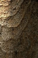 Abstract patterns on maple bark formed by light and shadow on whorled ridges, patternlight, munich, oak, bark, timber, natural, park, maple, wood, plant, dry, trunk, loops, rough, wooden, tree, grooves, old, close-up, sunshine, ridges, forest, surface, closeup, shapes, brown, material, macro, whorl, nature, textured, light, abstract, texture, woods, pattern, shadow, germany, detail