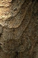 Abstract patterns on maple bark formed by light and shadow on whorled ridges, patternlight, munich, oak, bark, timber, natural, park, maple, wood, plant, dry, trunk, loops, rough, wooden, tree, grooves, old, close-up, sunshine, ridges, forest, surface, closeup, shapes, brown, material, macro, whorl, nature, textured, light, abstract, texture, woods, pattern, shadow, germany, detail