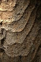 Abstract patterns on maple bark formed by light and shadow on whorled ridges, patternlight, munich, oak, bark, timber, natural, park, maple, wood, plant, dry, trunk, loops, rough, wooden, tree, grooves, old, close-up, sunshine, ridges, forest, surface, closeup, shapes, brown, material, macro, whorl, nature, textured, light, abstract, texture, woods, pattern, shadow, germany, detail