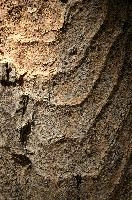 Abstract patterns on maple bark formed by light and shadow on whorled ridges, patternlight, munich, oak, bark, timber, natural, park, maple, wood, plant, dry, trunk, loops, rough, wooden, tree, grooves, old, close-up, sunshine, ridges, forest, surface, closeup, shapes, brown, material, macro, whorl, nature, textured, light, abstract, texture, woods, pattern, shadow, germany, detail