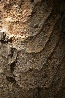 Abstract patterns on maple bark formed by light and shadow on whorled ridges, patternlight, munich, oak, bark, timber, natural, park, maple, wood, plant, dry, trunk, loops, rough, wooden, tree, grooves, old, close-up, sunshine, ridges, forest, surface, closeup, shapes, brown, material, macro, whorl, nature, textured, light, abstract, texture, woods, pattern, shadow, germany, detail
