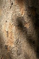 Abstract patterns on maple bark formed by light and shadow on whorled ridges, patternlight, munich, oak, bark, timber, natural, park, maple, wood, plant, dry, trunk, loops, rough, wooden, tree, grooves, old, close-up, sunshine, ridges, forest, surface, closeup, shapes, brown, material, macro, whorl, nature, textured, light, abstract, texture, woods, pattern, shadow, germany, detail
