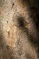 Abstract patterns on maple bark formed by light and shadow on whorled ridges, patternlight, munich, oak, bark, timber, natural, park, maple, wood, plant, dry, trunk, loops, rough, wooden, tree, grooves, old, close-up, sunshine, ridges, forest, surface, closeup, shapes, brown, material, macro, whorl, nature, textured, light, abstract, texture, woods, pattern, shadow, germany, detail