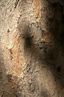 Abstract patterns on maple bark formed by light and shadow on whorled ridges, patternlight, munich, oak, bark, timber, natural, park, maple, wood, plant, dry, trunk, loops, rough, wooden, tree, grooves, old, close-up, sunshine, ridges, forest, surface, closeup, shapes, brown, material, macro, whorl, nature, textured, light, abstract, texture, woods, pattern, shadow, germany, detail