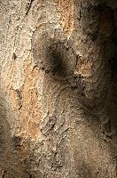 Abstract patterns on maple bark formed by light and shadow on whorled ridges, patternlight, munich, oak, bark, timber, natural, park, maple, wood, plant, dry, trunk, loops, rough, wooden, tree, grooves, old, close-up, sunshine, ridges, forest, surface, closeup, shapes, brown, material, macro, whorl, nature, textured, light, abstract, texture, woods, pattern, shadow, germany, detail