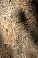 Abstract patterns on maple bark formed by light and shadow on whorled ridges, patternlight, munich, oak, bark, timber, natural, park, maple, wood, plant, dry, trunk, loops, rough, wooden, tree, grooves, old, close-up, sunshine, ridges, forest, surface, closeup, shapes, brown, material, macro, whorl, nature, textured, light, abstract, texture, woods, pattern, shadow, germany, detail
